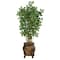 4.5ft. Black Olive Tree in Decorative Planter